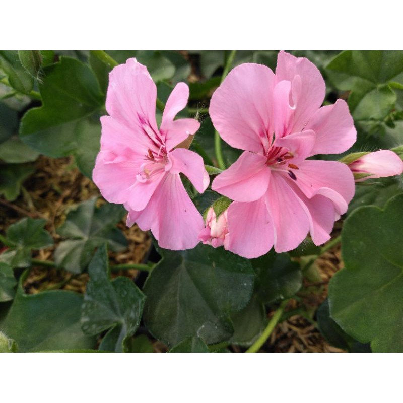 tanaman hias geranium pink