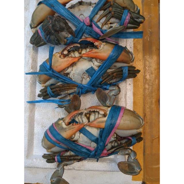 KEPITING HIDUP SUPER JANTAN 1 KG SURABAYA