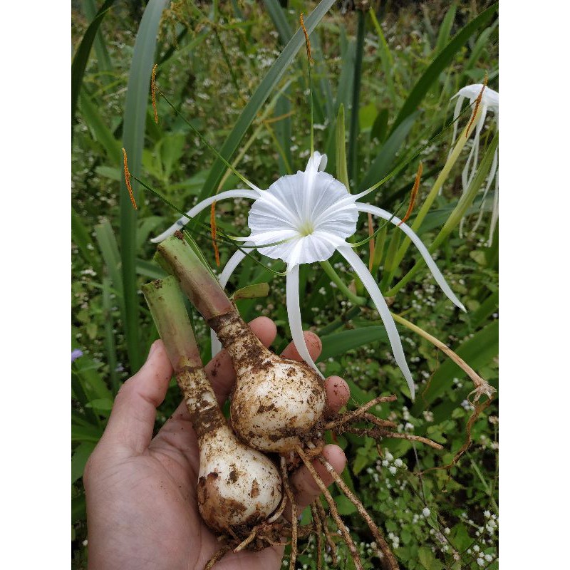 UMBI BAKUNG PUTIH / BIBIT AMARILIS PUTIH / BUNGA BAKUNG MURAH