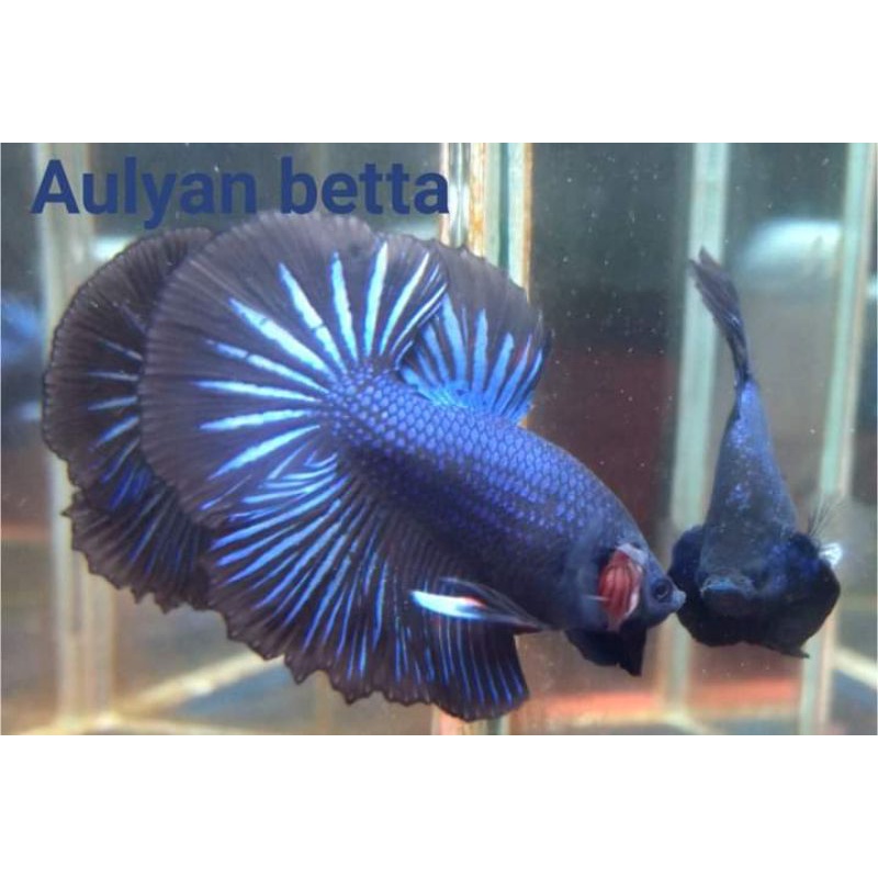 ikan cupang halfmoon black