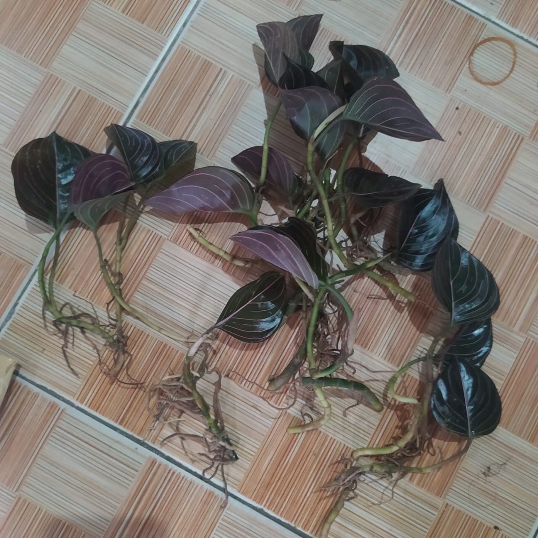 Aglonema Rotundum Aceh Bibit2-3daun Baby Minim Order 5plant