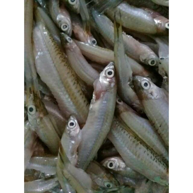 Ikan Seluang