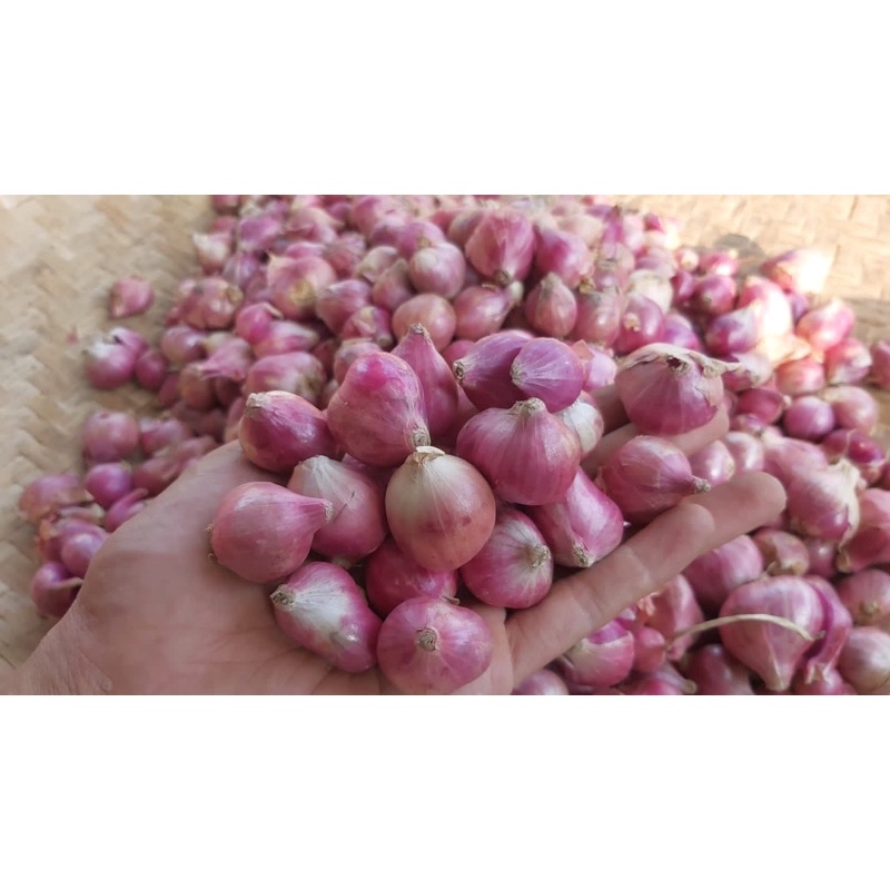 

bawang merah Brebes besar sedang kering