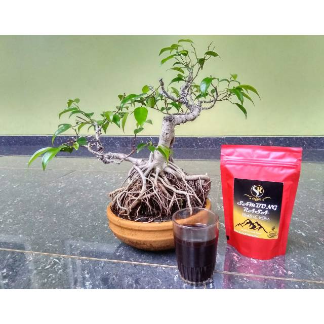  Bonsai Akar Kopi  Gampang Cahunit com