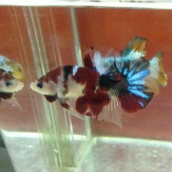 

cupang koi multycolour siap kawin / siap breeding / siap breed / cupang murah