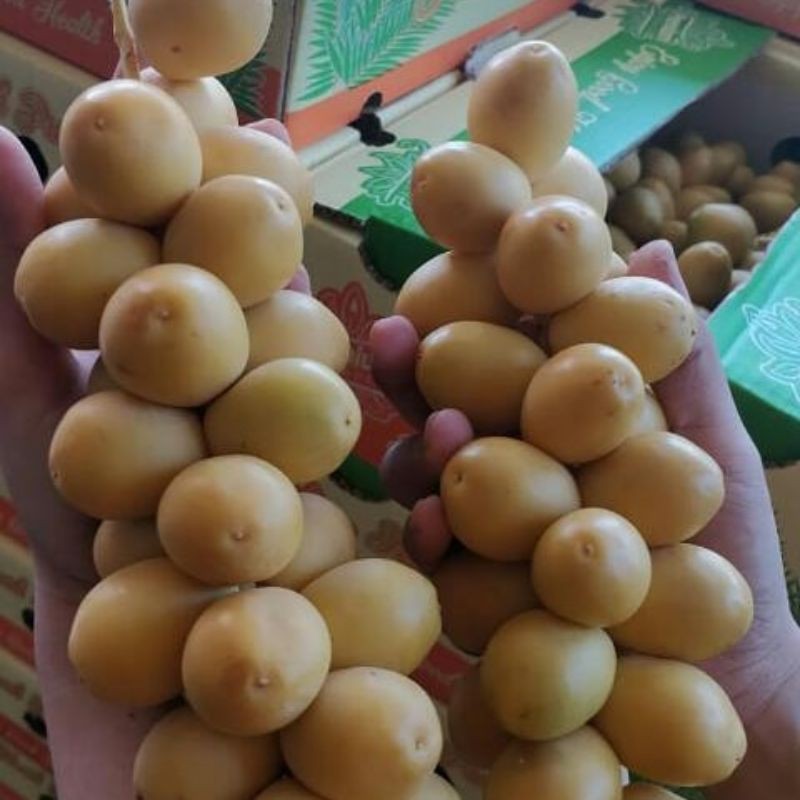 

kurma muda