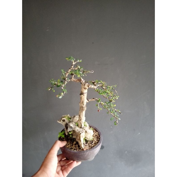 bonsai hokianti buah micro