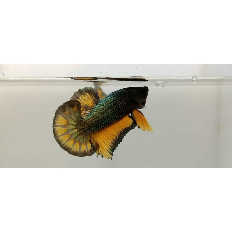 Beli 1 gratis 1. ikan cupang hias mg yellow copper, mustard gas copper