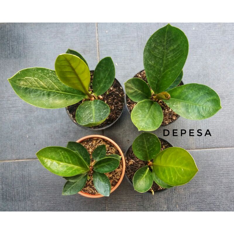 Paket anthurium jemani mangkok karakter 4 pot