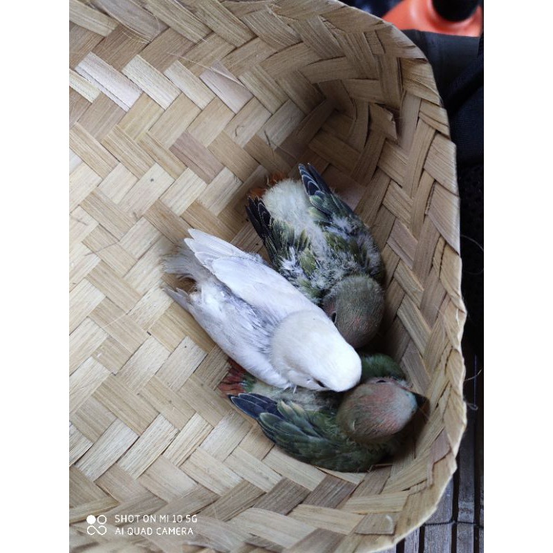 Vitamin Lovebird NK Lolohan lovebird non klep 3 ekor