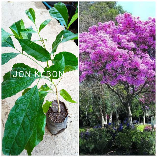 Bibit pohon bunga tabebuya mirip sakura warna ungu barang asli original