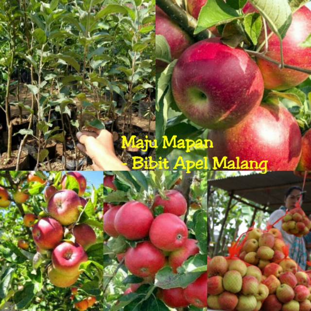 BIBIT APEL MERAH/APEL ANA SUPER CANGKOK