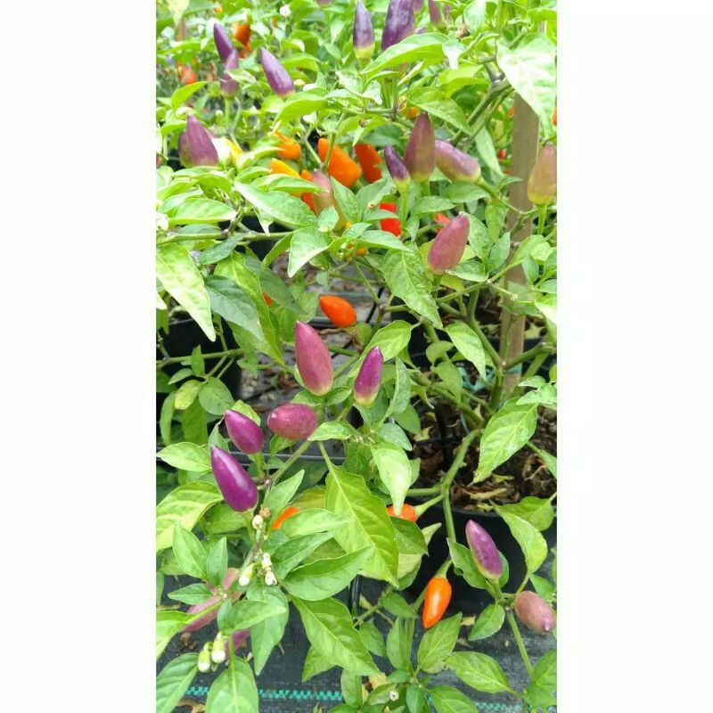 bibit benih cabe hias pelangi seroja