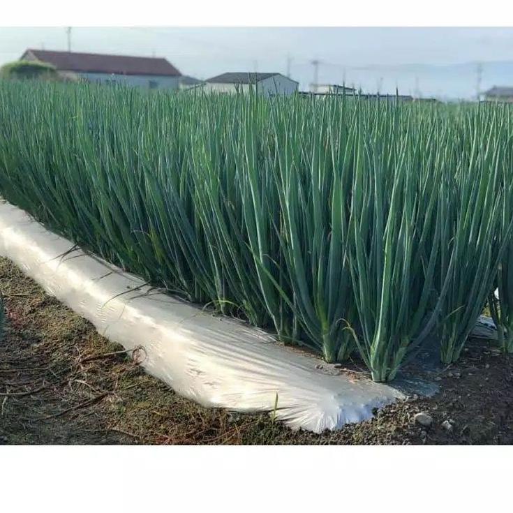 Terbagus.. Bibit Bawang Daun Fragrant Bawang Prei Kemasan 10gr Original Pabrik Bawang Prei