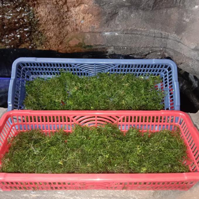 Moss java per nampan aquarium aquascape