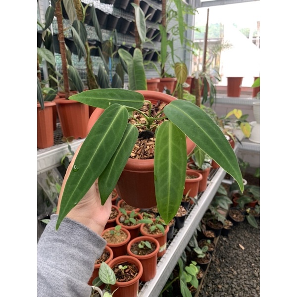 Baby Anthurium Lidah Gajah - Anthurium Warocqueanum
