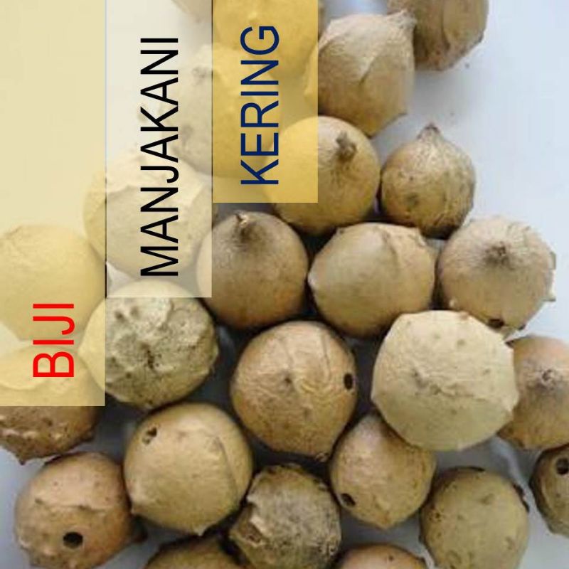 Manjakani (50 gram) / Oak Gallnut / Marbel Galls Nut / Quercus infectoria / Manjaan / Majupal