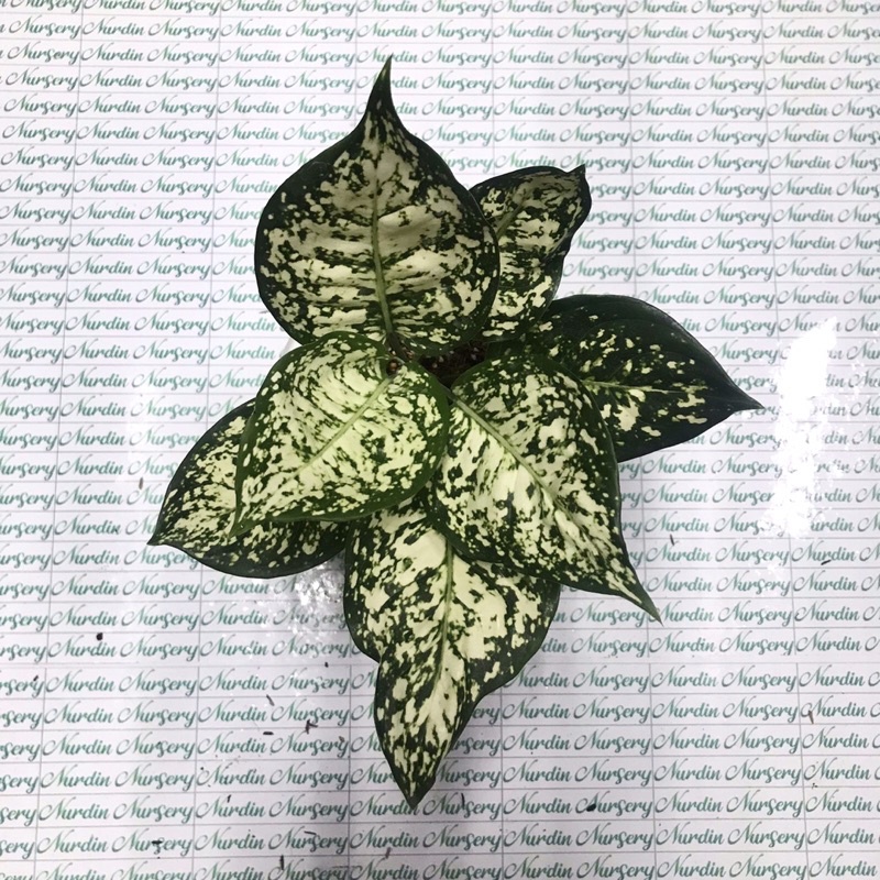 AGLONEMA DUD WHITE | TANAMAN HIAS AGLONEMA | DUD WHITE