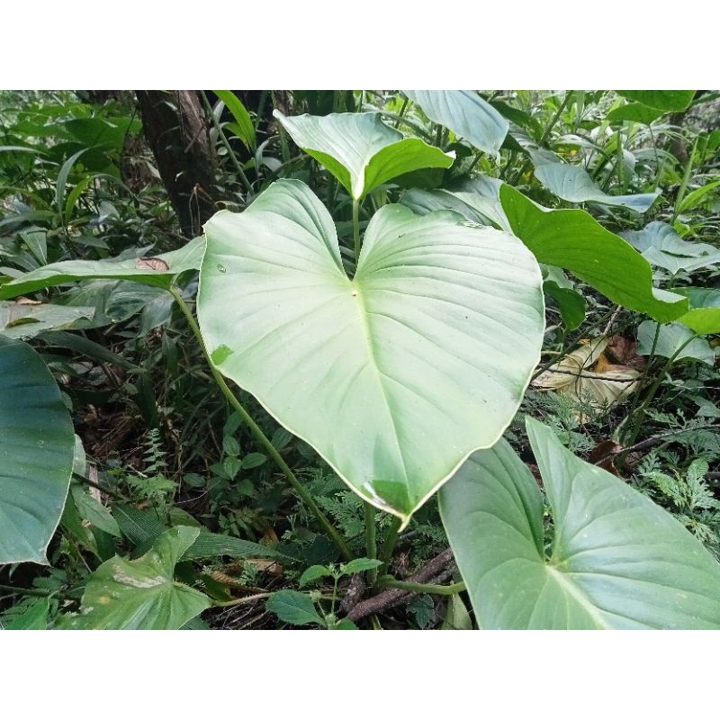 

Daun talas cariang 10pcs