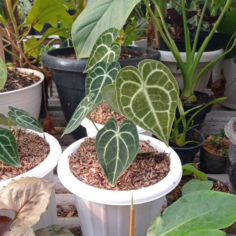 kuping gajah tarantula