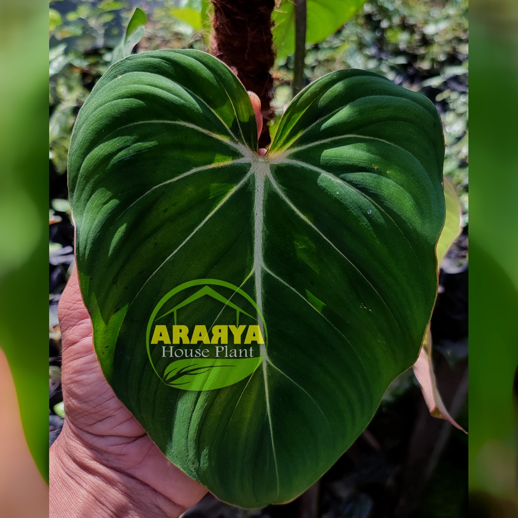 Philodendron Gloriosum Philo Gloriosum