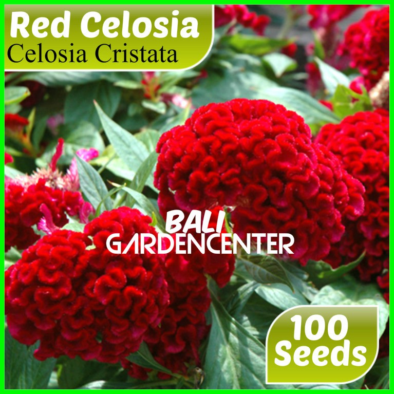 Jual Tanaman Hias Jengger Ayam Bunga Merah Celosia Cristata Red Di Lapak Ibad Garden Bukalapak