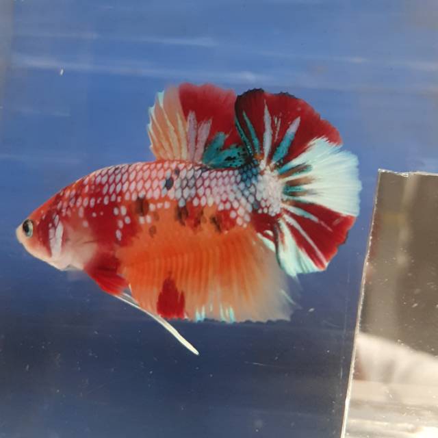 Jual ikan cupang galaxy#emerald#koi#fancy medan#blue rim#black samurai#mamba#helboy