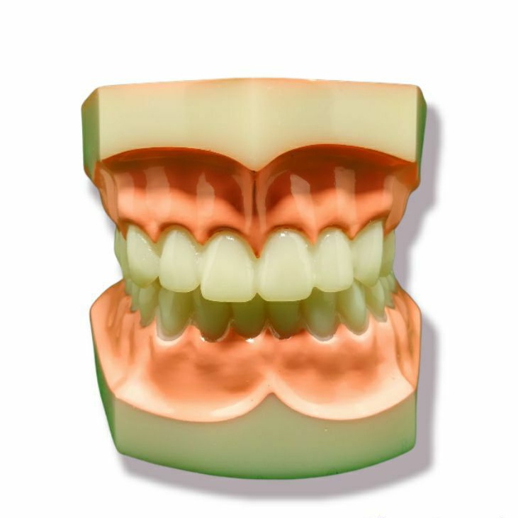 Phantom Gigi Dental Study