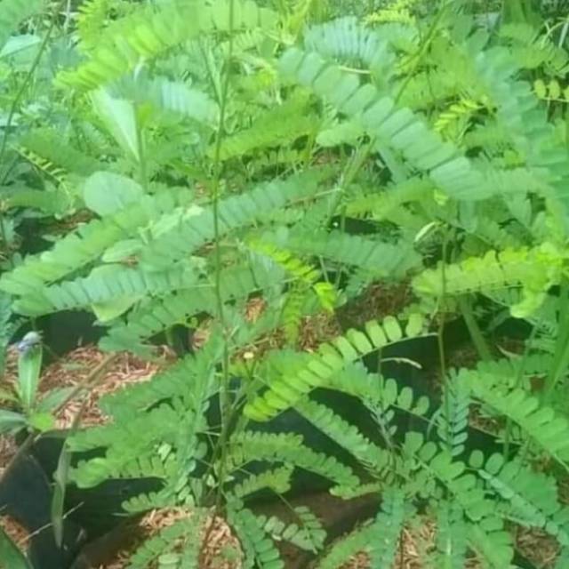 Pohon saga bibit tanaman pohon saga