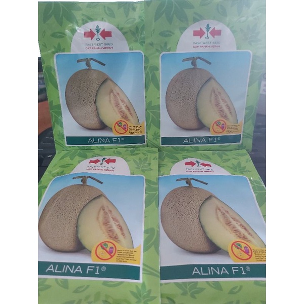 Benih Melon Hibrida F1 ALINA 500 btr