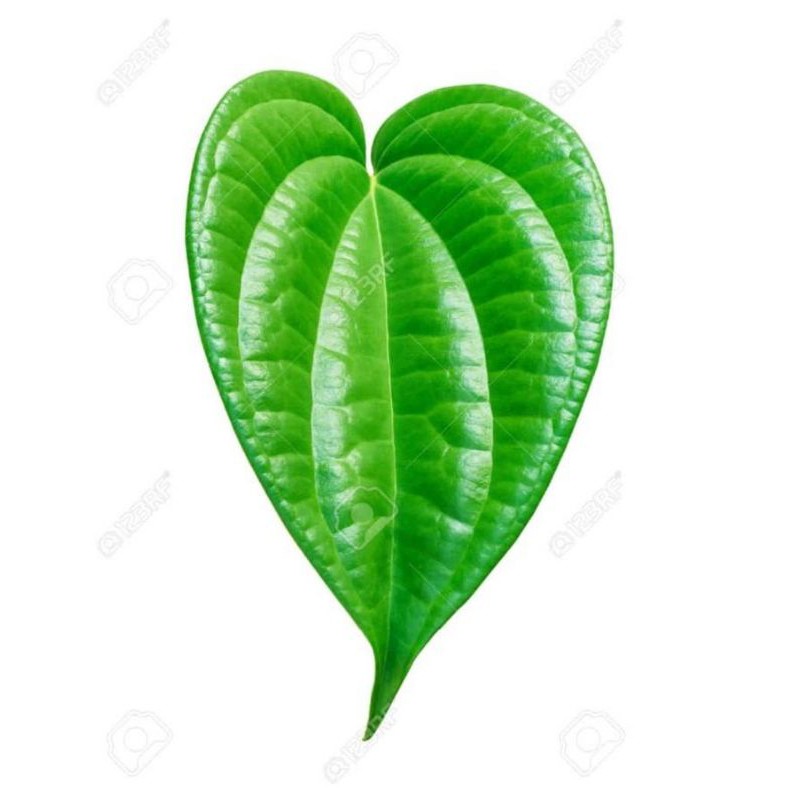 

Daun Sirih