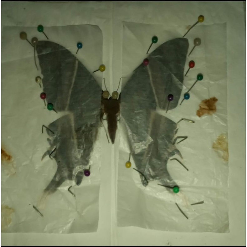 Kupu-kupu per 1 ekor (Sudah DIAWETKAN)