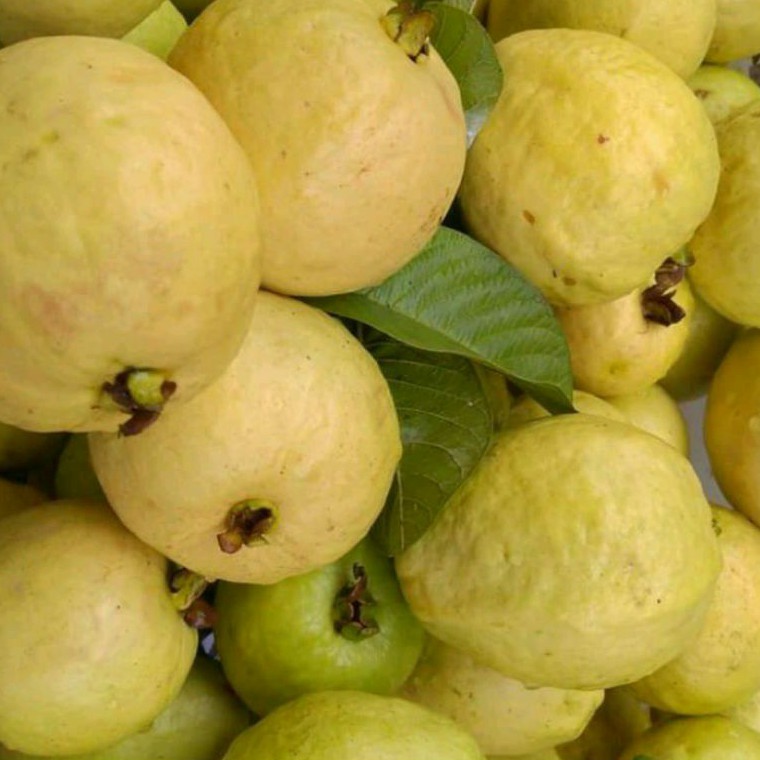 

Buah Jambu Biji Merah Segar (1kg)