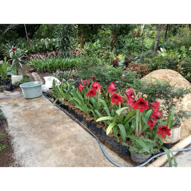 tanaman hias amarilis merah  (Amarylis sp.) - BAKUL KEMBANG