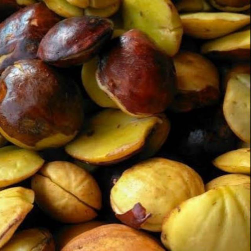 

Jengkol 500gr
