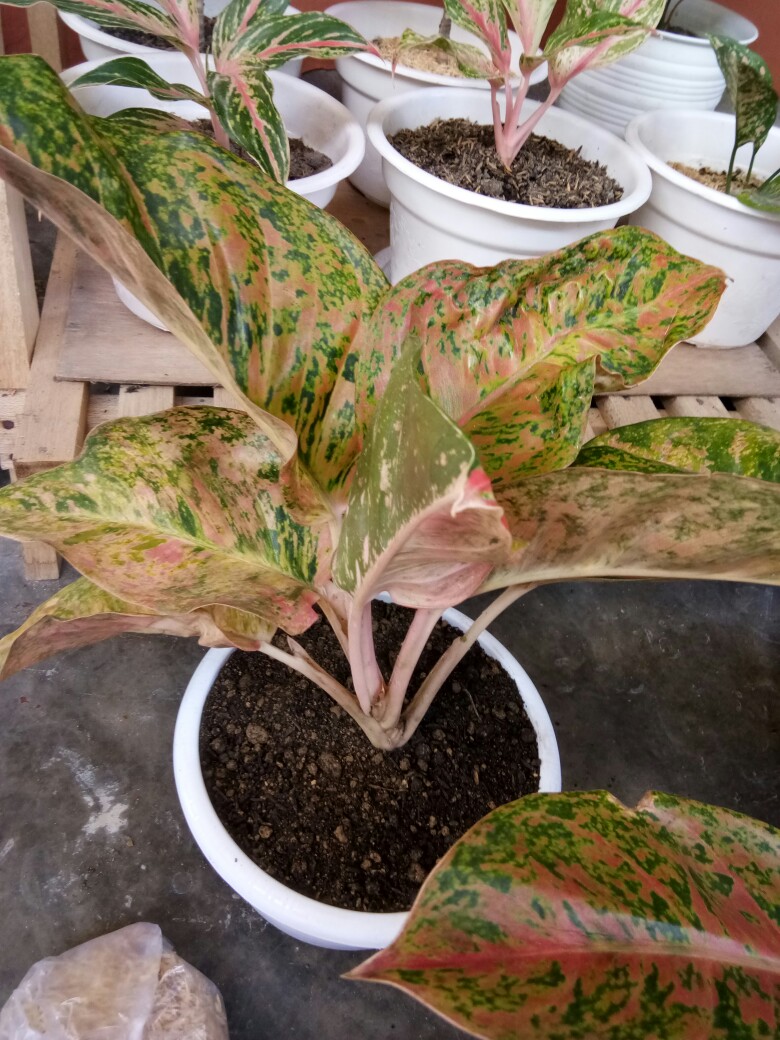 Jual Tanaman Aglonema Bigroy Melayani Ecer Maupun Partai Besar Per 10 Lebih Murah