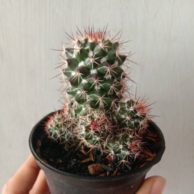 Kaktus Mammillaria backebergiana mini