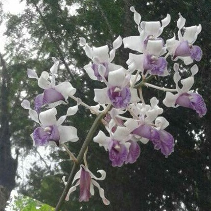 Anggrek Dendrobium Nindii spesies