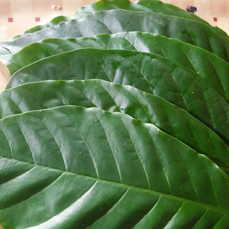 

DAUN KOPI FRESH 1 KG / DAUN KOPI HERBAL