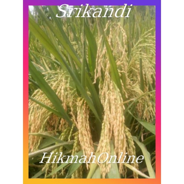 

Benih padii unggul SRIKANDI kemasan 1kg