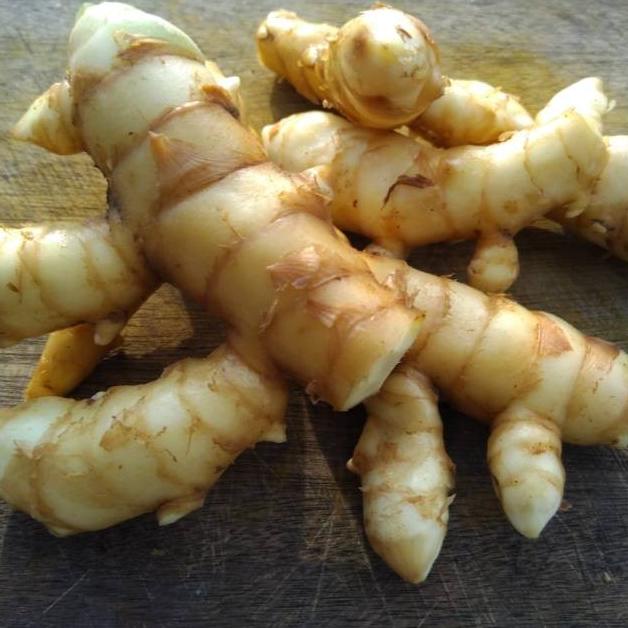 

{{{{{{] 1kg Temu mangga /kunir putih segar langsung petik dan kirim