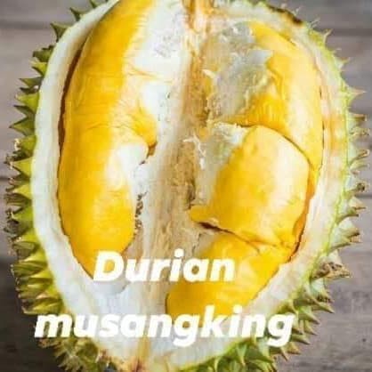 bibit pohon durian bawor kaki tiga