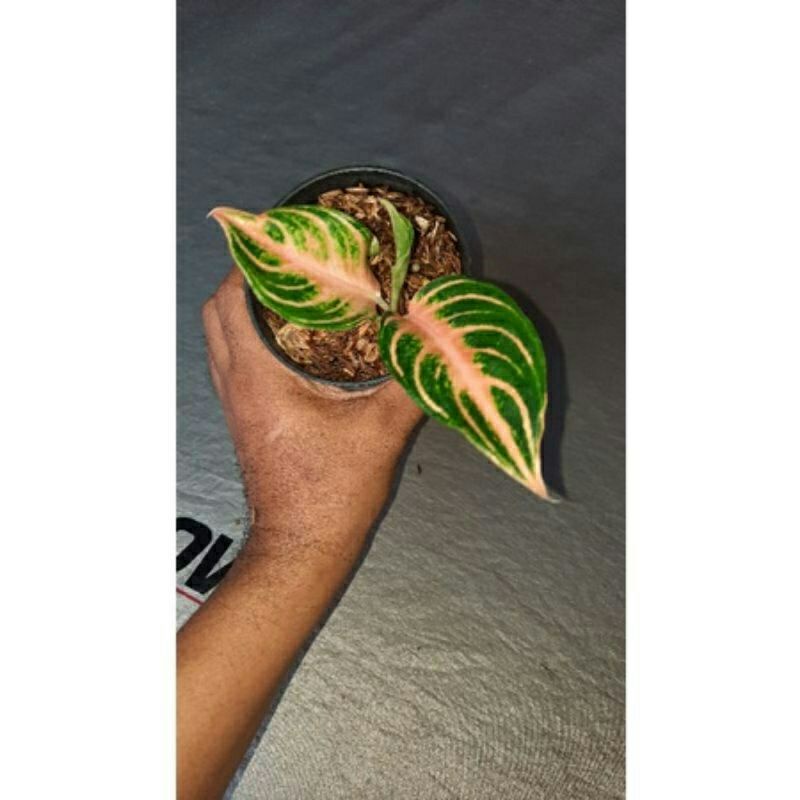 tanaman hias aglonema pink sunset anakan