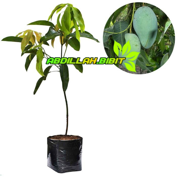 Bibit Mangga Gadung