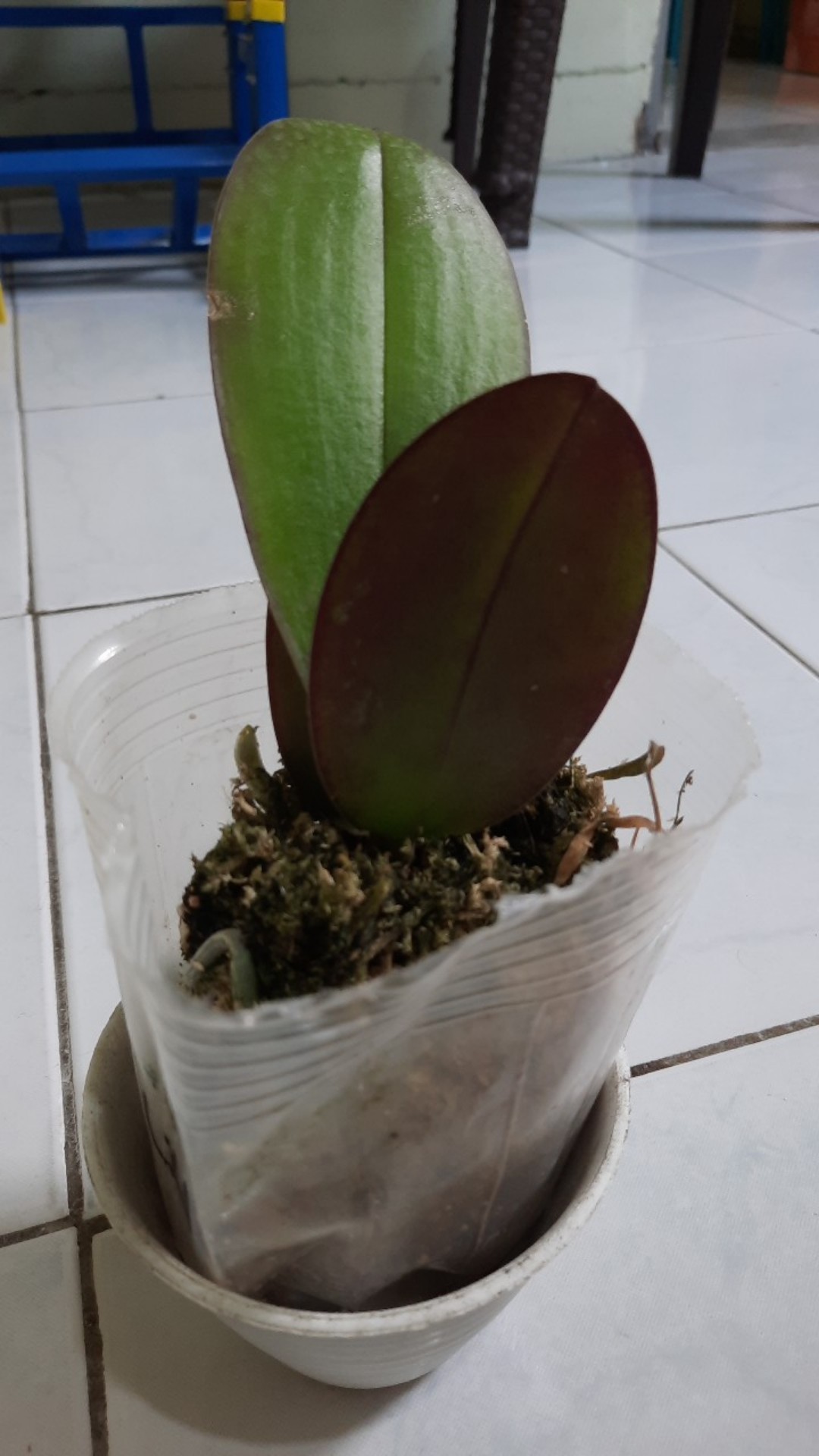 Anggrek Dewasa Bulan Chian Xian Dian Hybrid