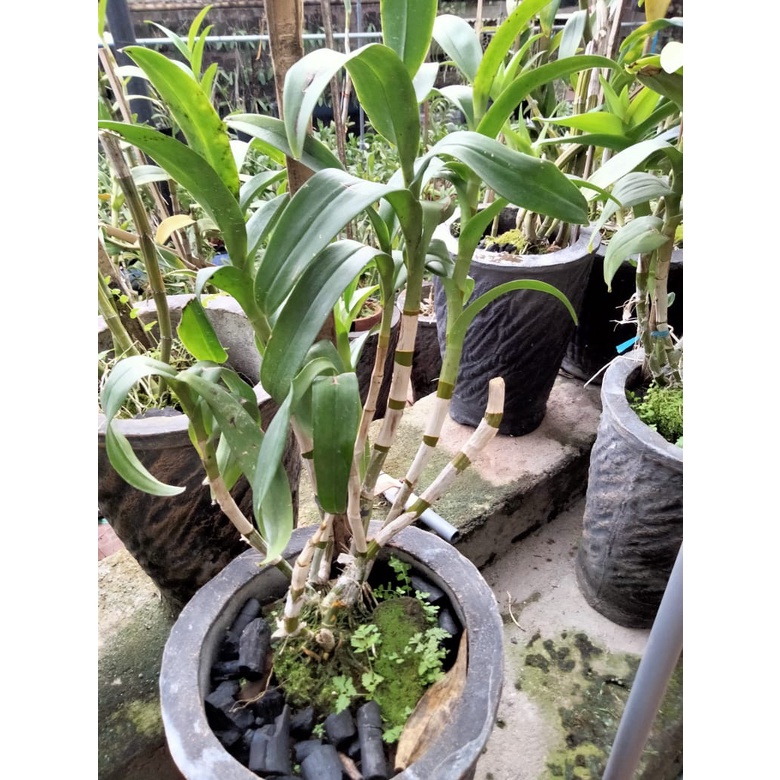 anggrek dendrobium hibrid rimbun