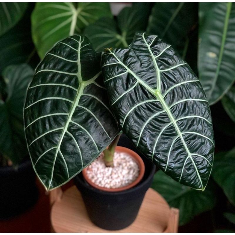 jual bonggol alocasia watsoniana