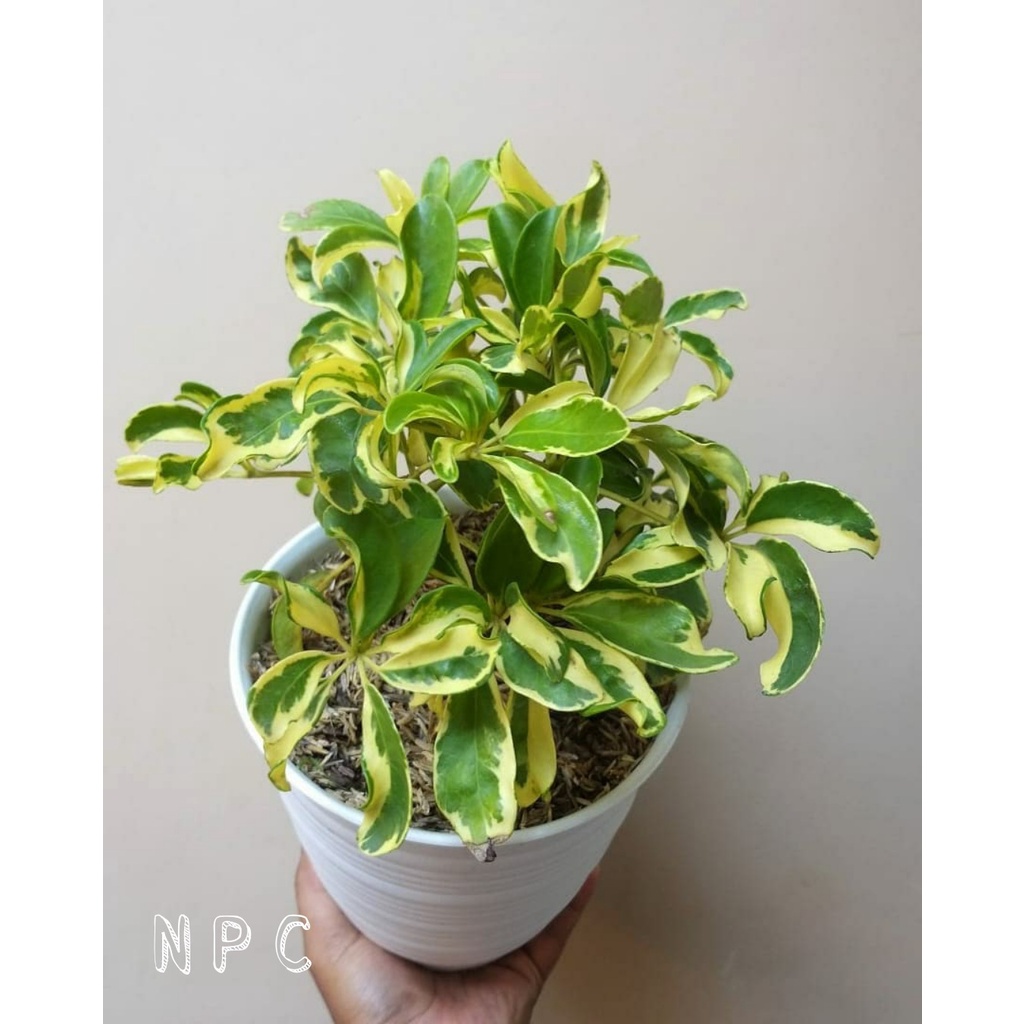 TANAMAN HIAS WALISONGO BANDUNG