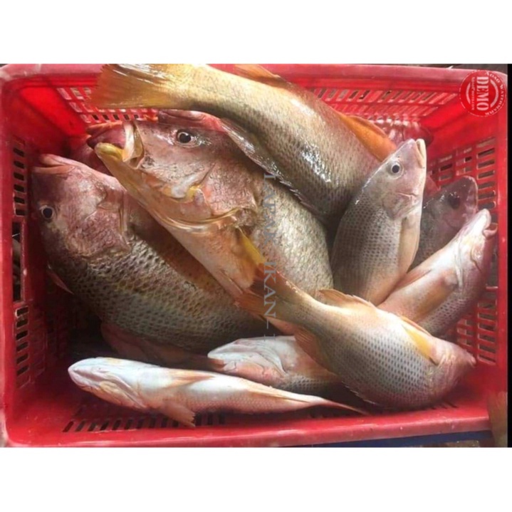 

Ikan Kakap Jenaha Segar 1~Kilogram