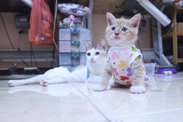 Kaos lope-lope model simple lucu untuk kucing dan anjing / baju kucing murah size S-XL